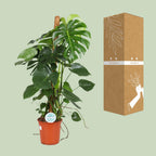 Monstera deliciosa (Swiss cheese plant) – Ø24 cm, 105 cm high