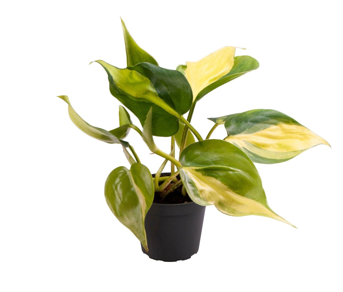 Philodendron scandens Brazil – Ø6 cm, 12 cm high – photo 2