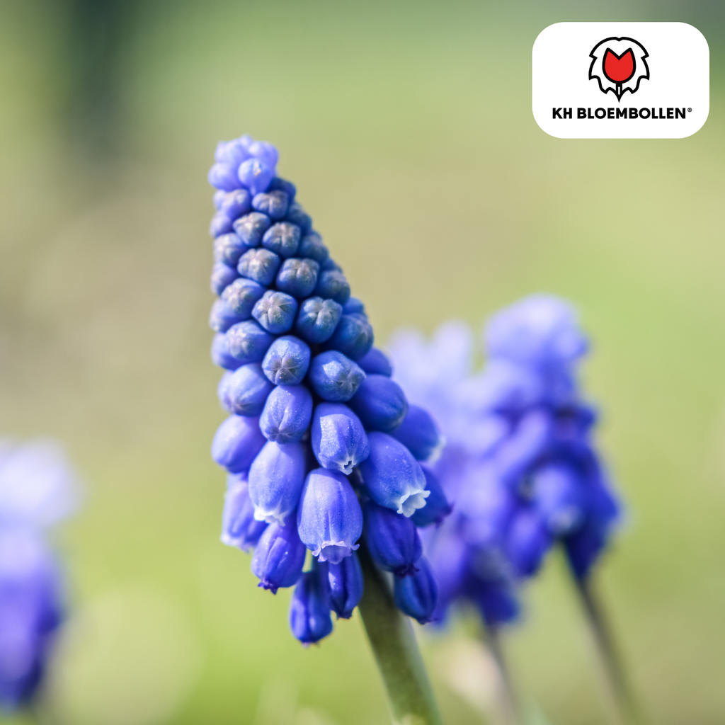 Hasenglöckchen 'Bleu Moon' – 20 Blumenzwiebeln