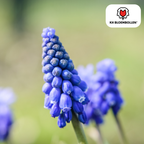 Hasenglöckchen 'Bleu Moon' – 20 Blumenzwiebeln