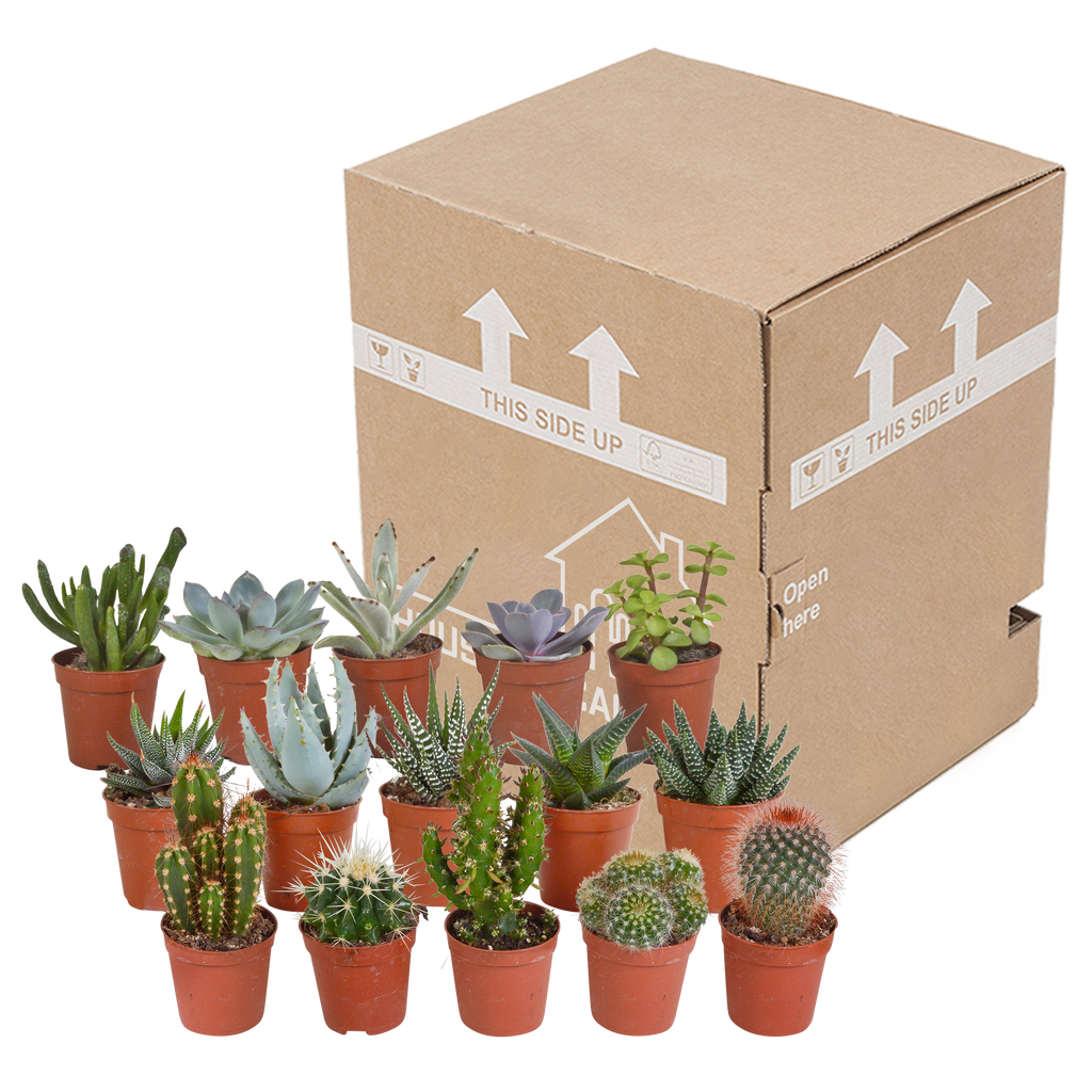 15× Mélange de cactus et plantes grasses (Cactaceae) sans pot décoratif – Ø6 cm, 13 cm de haut