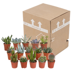 15× Mélange de cactus et plantes grasses (Cactaceae) sans pot décoratif – Ø6 cm, 13 cm de haut