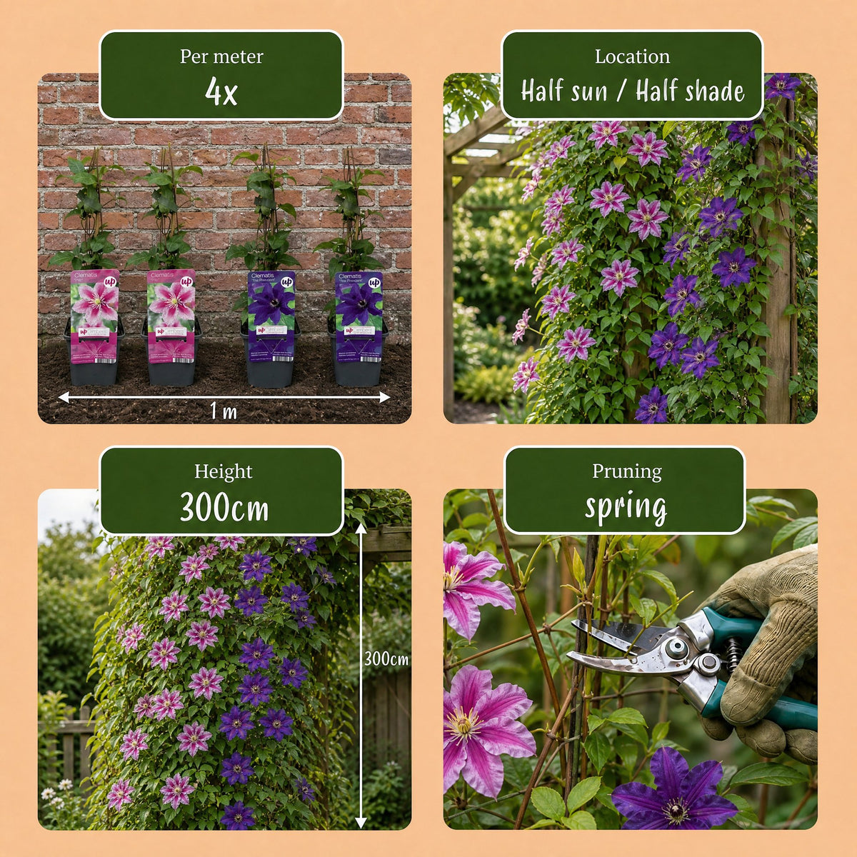 Clematis 'Duo Purple & Pink' (bosrank) – paars-roze-wit – 6 planten, Ø9 cm, 35 cm hoog