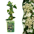 Hydrangea anomala petiolaris (hortensia grimpant) – blanc – 4 plantes, Ø9 cm, 35 cm de haut