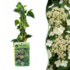 Hydrangea anomala petiolaris (hortensia grimpant) – blanc – 4 plantes, Ø9 cm, 35 cm de haut