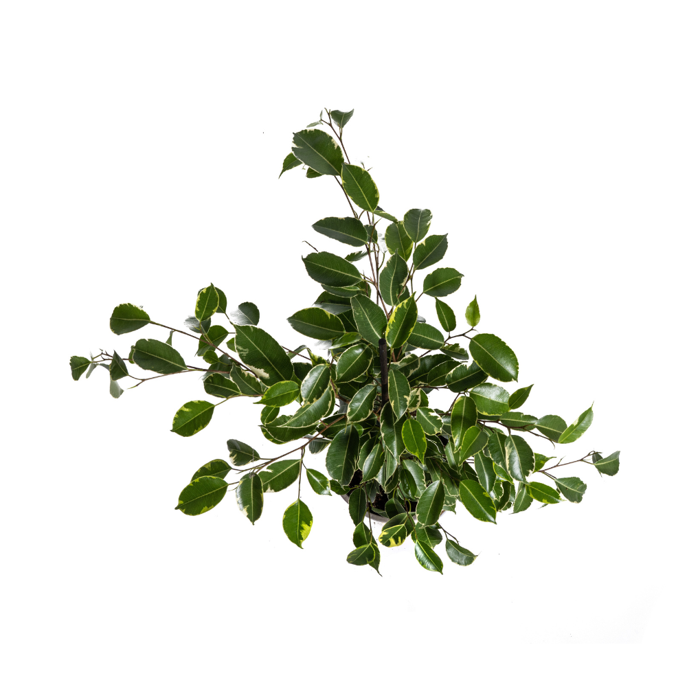Ficus benjamina Golden King (treurvijg) – Ø17 cm, 60–80 cm hoog