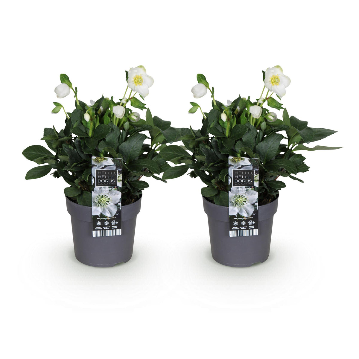 Helleborus 'Christmas Carol' (kerstroos) – 2 planten, Ø14 cm, 30 cm hoog – foto 2