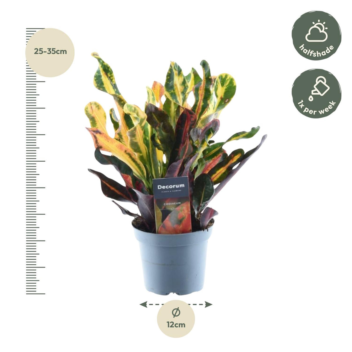 Codiaeum variegatum 'Mammi' (croton) – Ø12 cm, 30 cm hoog – foto 2