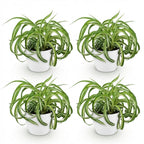 4× Chlorophytum comosum Bonnie (graslelie) in Potter-sierpot wit – Ø12 cm, 20 cm hoog