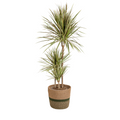 Dracaena marginata Bicolor (Drachenbaum) mit Korb – Ø 21 cm, 110–130 cm hoch