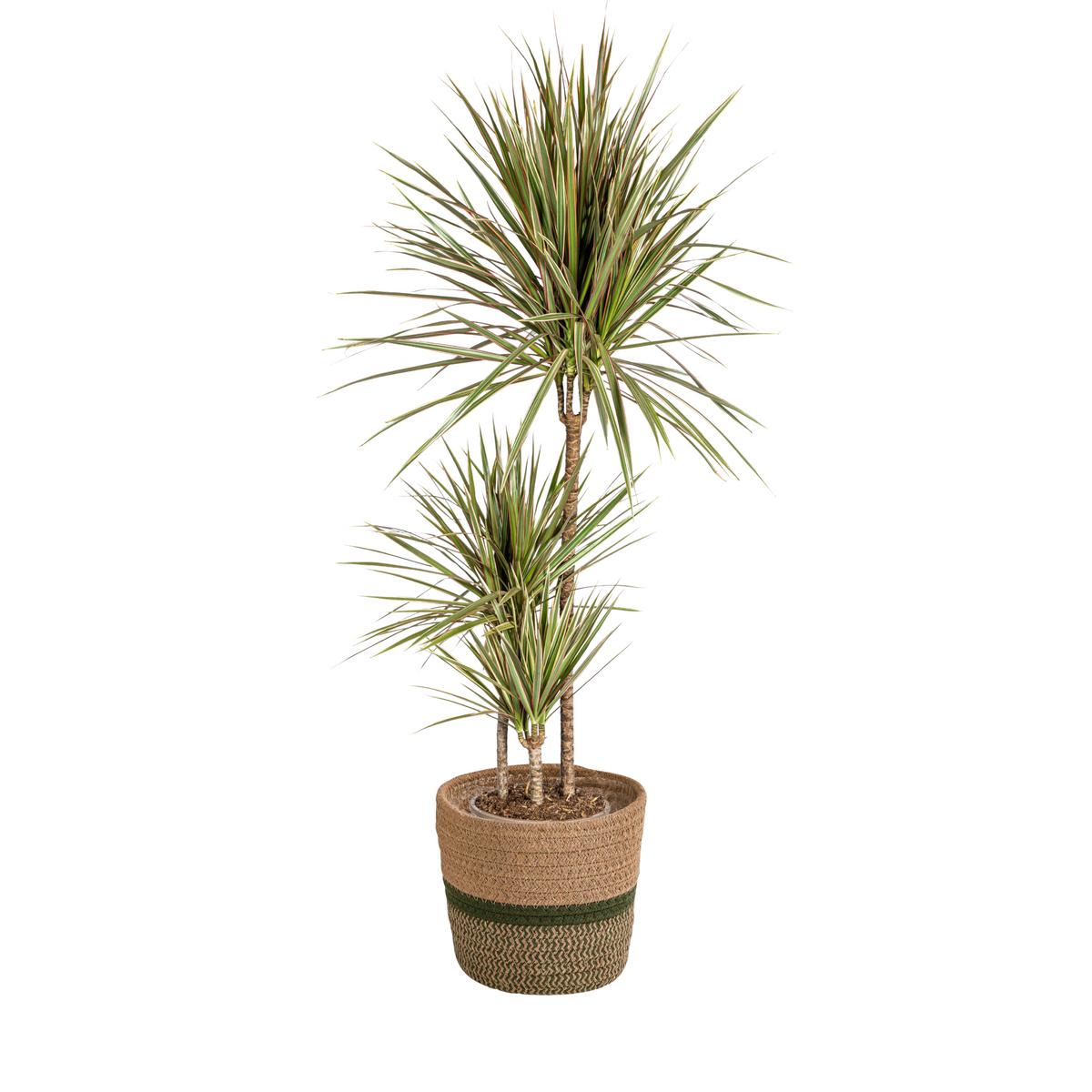Dracaena marginata Bicolor (drakenboom) met mand – Ø21 cm, 110–130 cm hoog