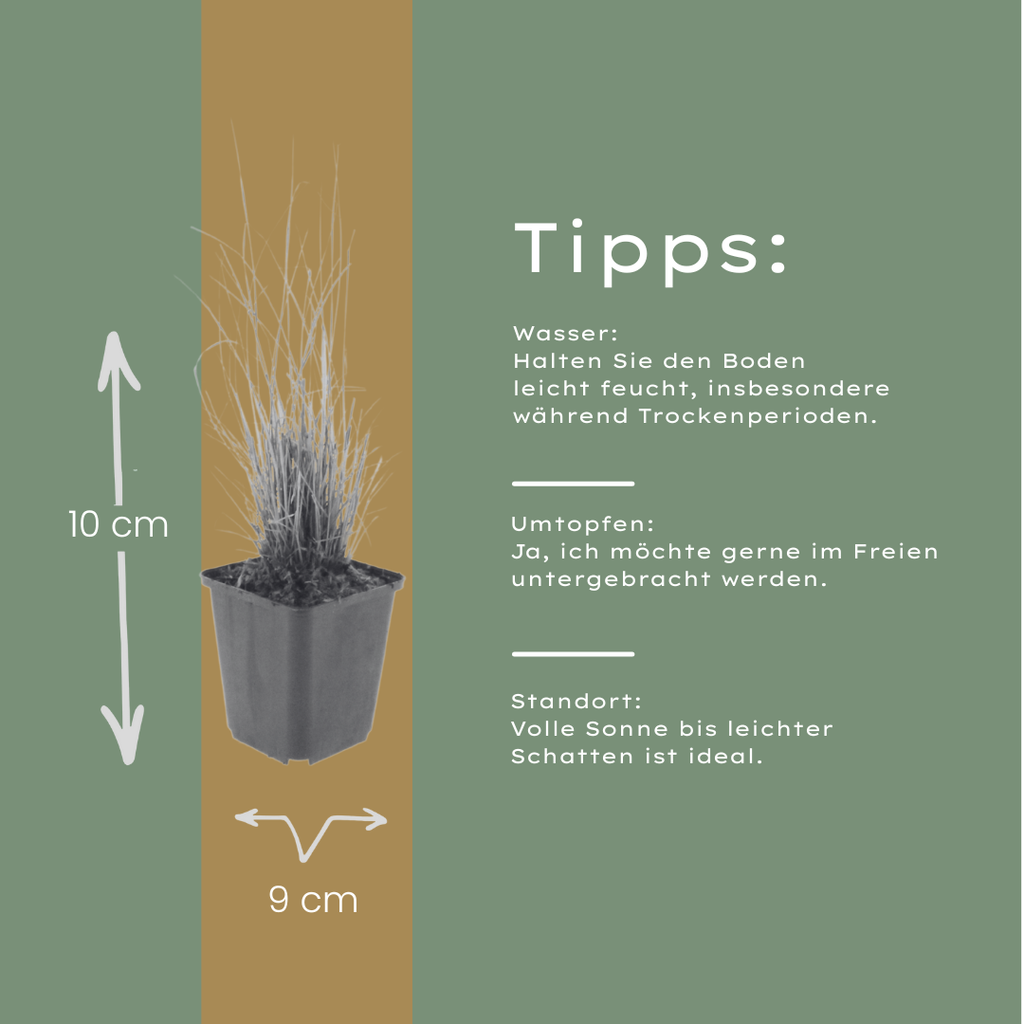 Calamagrostis brachytricha (chiendent piquant) – 60 plants, Ø9 cm, 10–25 cm de haut – photo 5