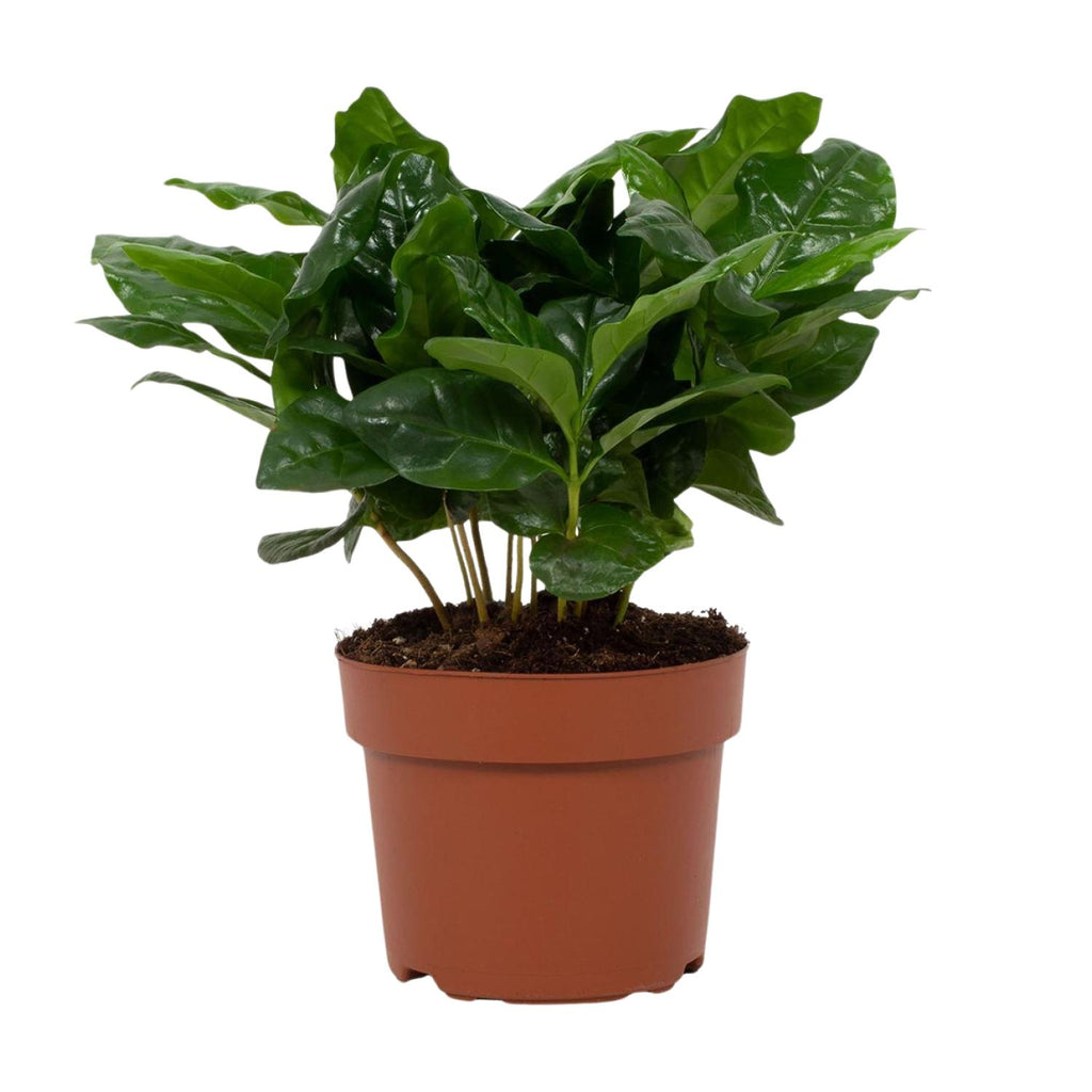 Coffea arabica (koffieplant) – Ø12 cm, 22 cm hoog