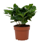 Coffea arabica (koffieplant) – Ø12 cm, 22 cm hoog