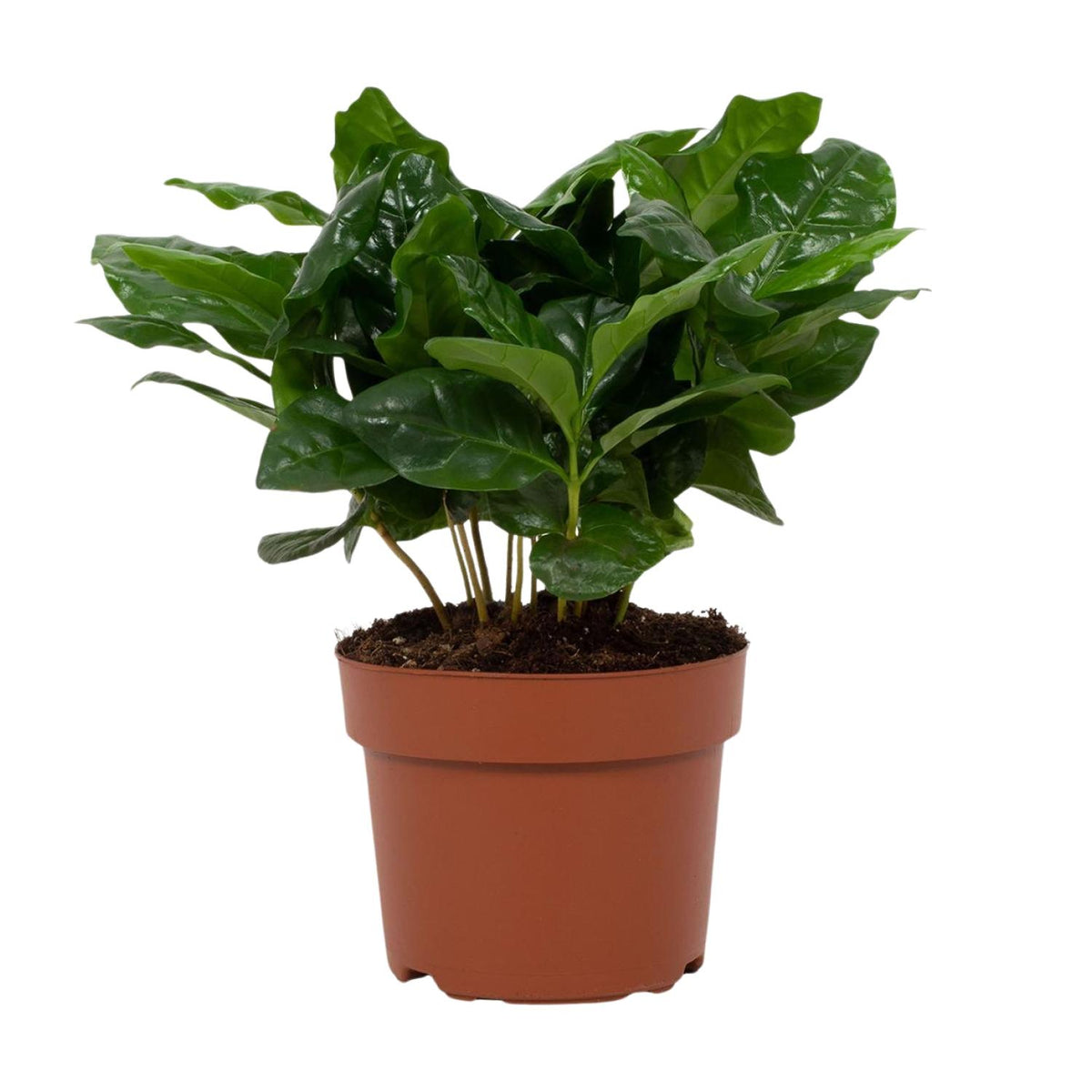 Coffea arabica (koffieplant) – Ø12 cm, 22 cm hoog