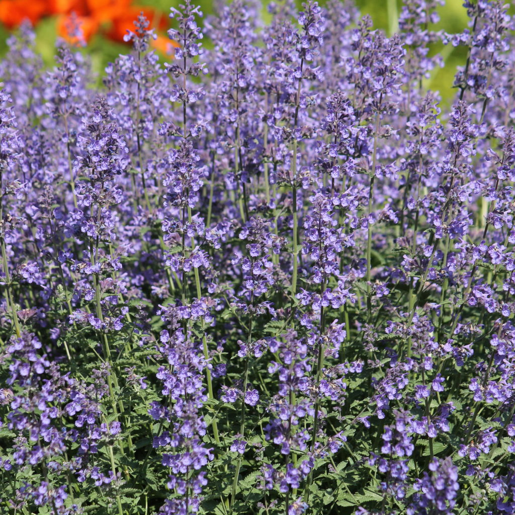 Nepeta 'Grol' (Katzenminze) – 60 Pflanzen, Ø 9 cm, 10–25 cm hoch – Bild 8