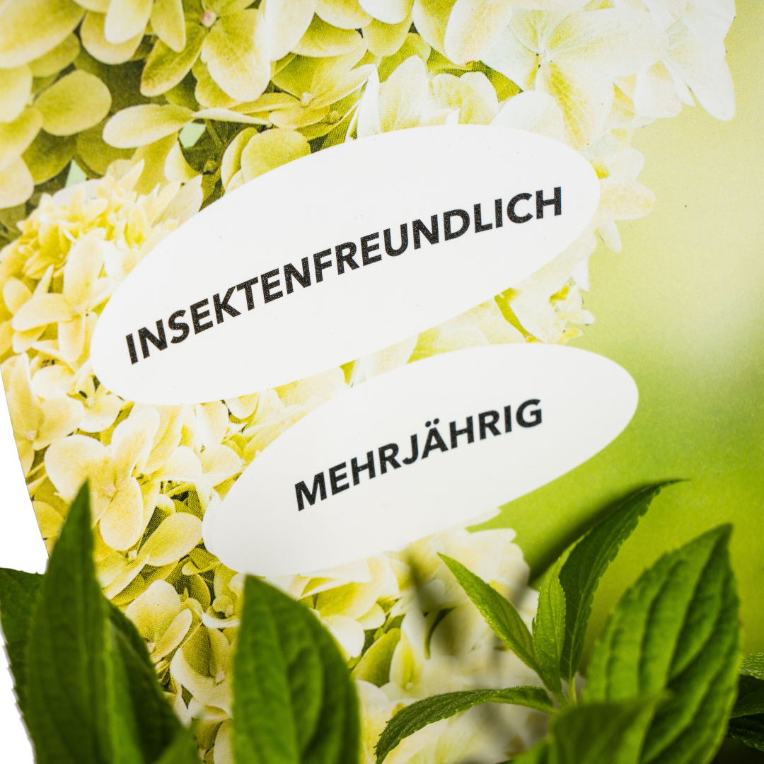 Hydrangea paniculata 'Magical Candle Potcover' (hortensia) – Ø19 cm, 30–40 cm hoog