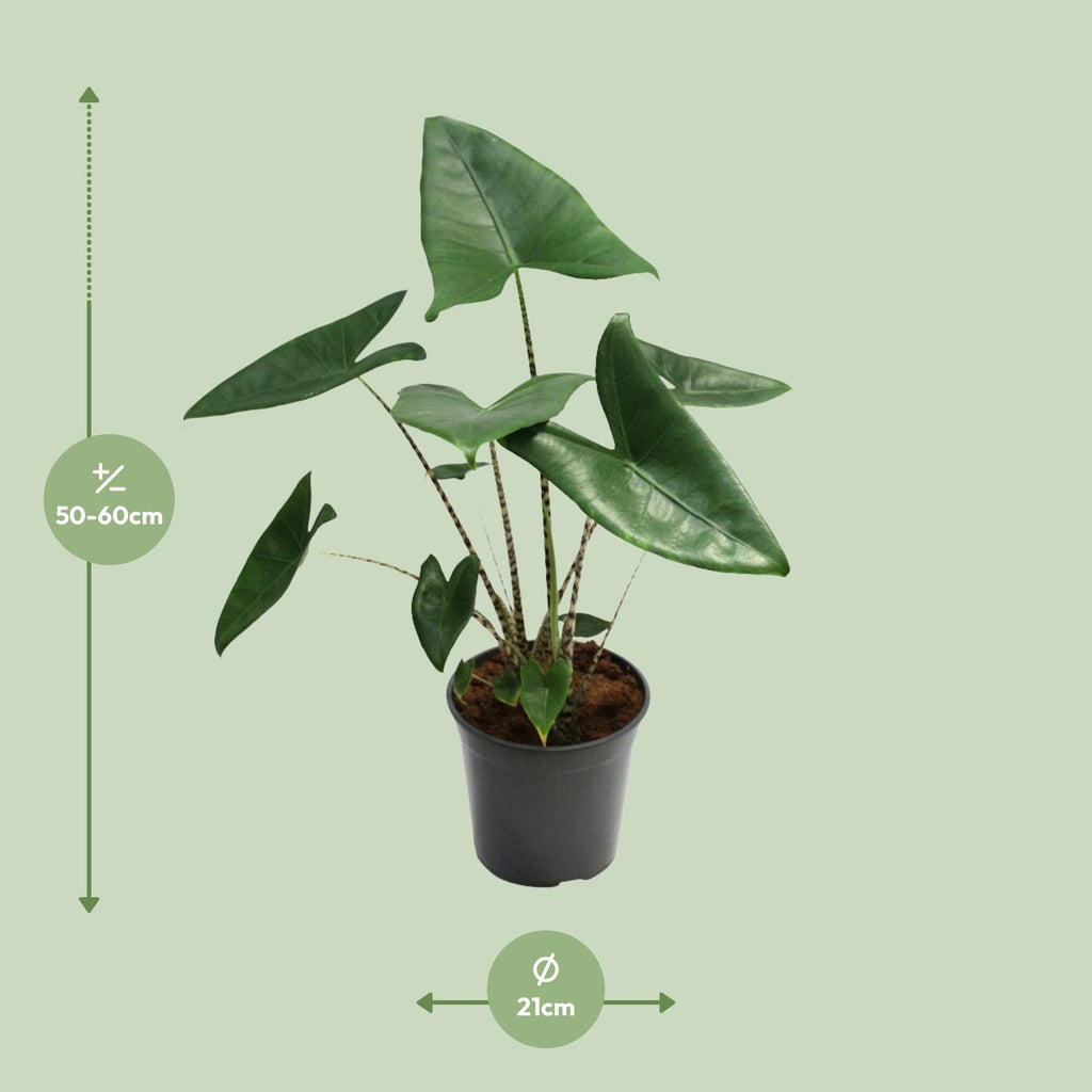 Alocasia zebrina (Zebrano-Alocasia) – Ø 21 cm, 80 cm hoch – Bild 2