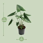 Alocasia zebrina (Zebrano-Alocasia) – Ø 21 cm, 80 cm hoch