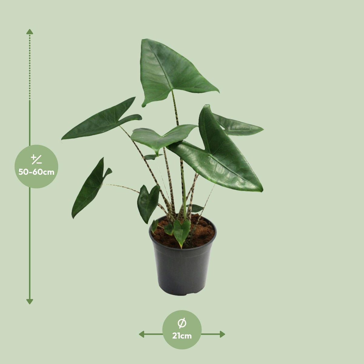 Alocasia zebrina (Zebrano-Alocasia) – Ø 21 cm, 80 cm hoch