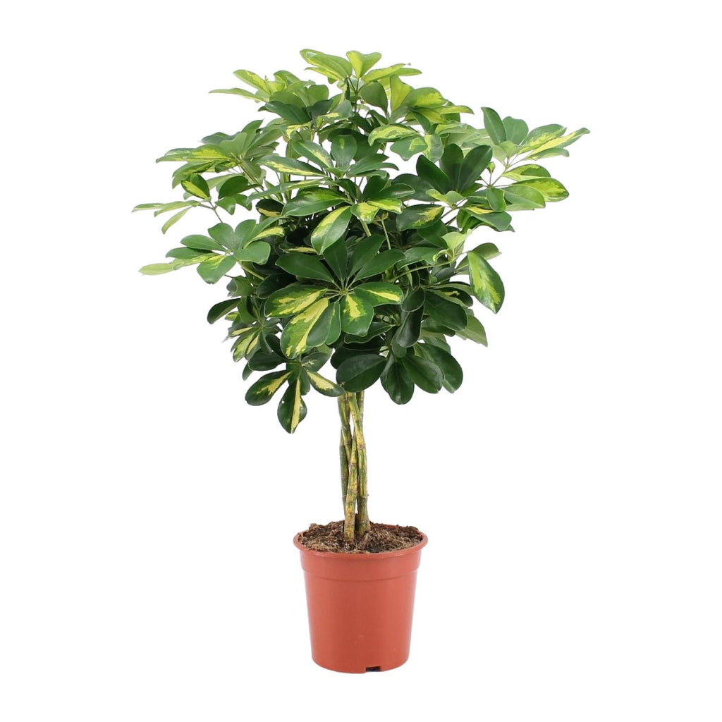 Schefflera arboricola Gold Capella (vingersboom) – Ø19 cm, 75 cm hoog