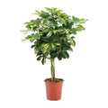 Schefflera arboricola Gold Capella (vingersboom) – Ø19 cm, 75 cm hoog