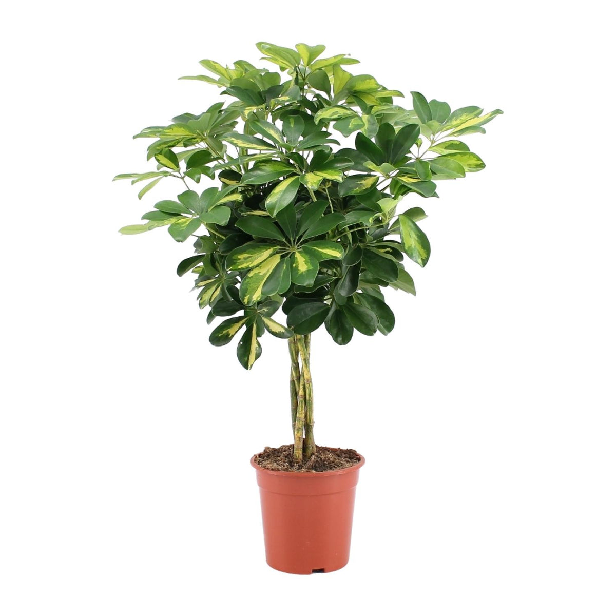 Schefflera arboricola Gold Capella (vingersboom) – Ø19 cm, 75 cm hoog