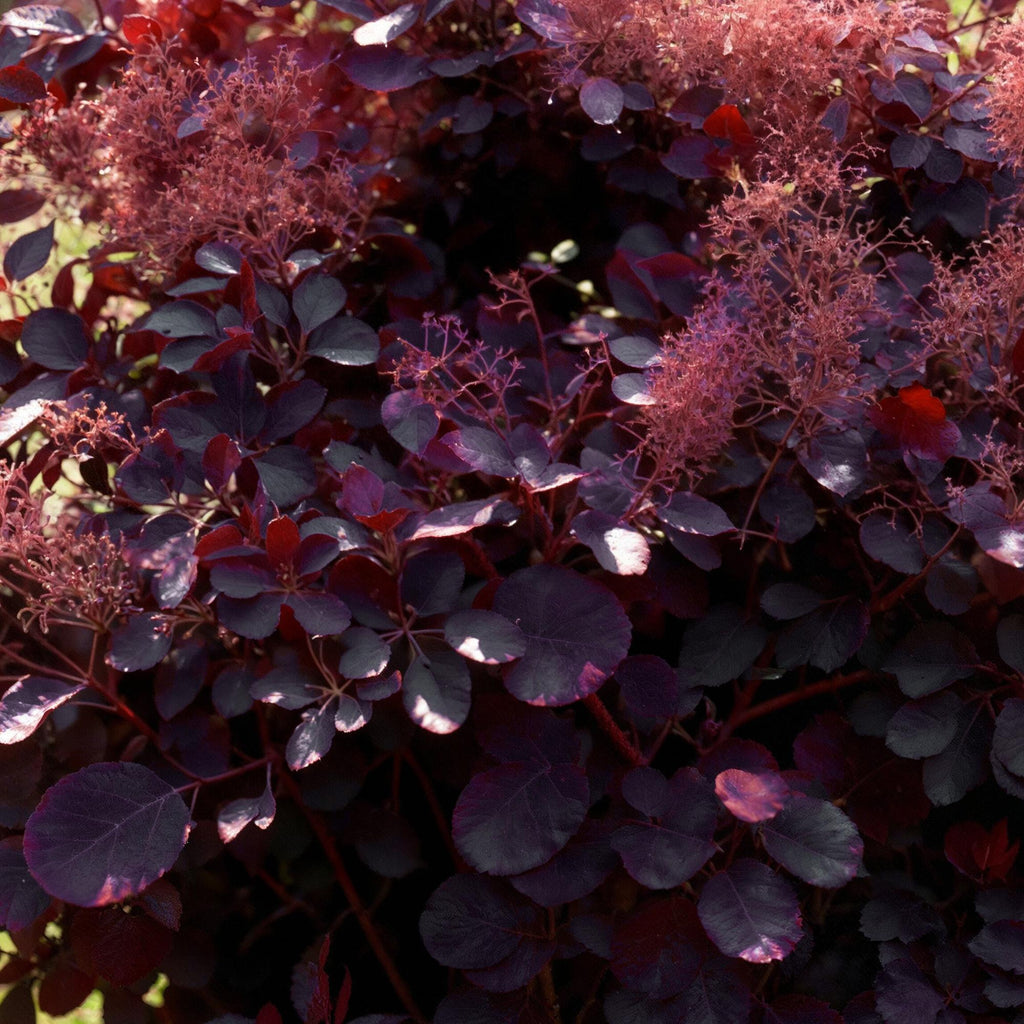 Cotinus coggyria 'Royal Purple' (smoke tree) – purple – Ø12 cm, 35 cm high – photo 4
