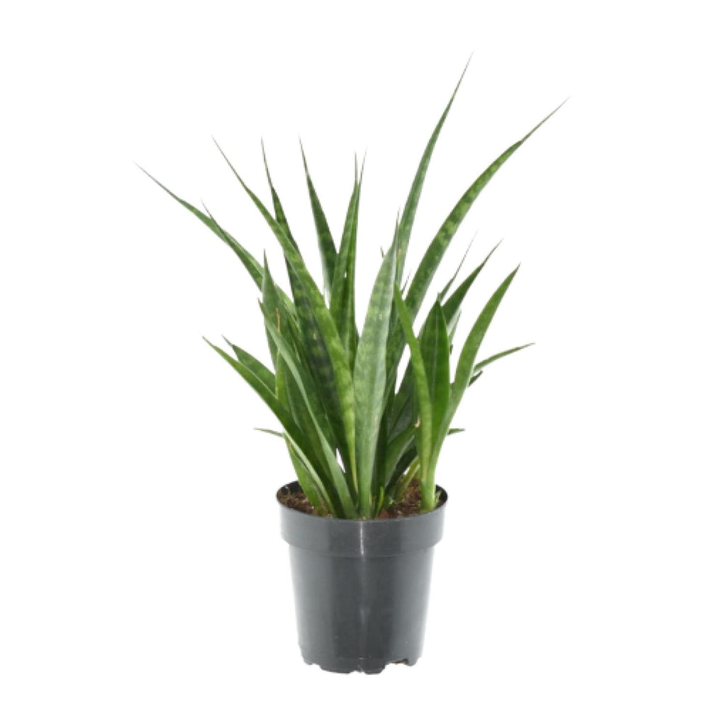 3× Sansevieria Kirkii (svigermors skarpe tunge) – Ø12 cm, 38 cm høj