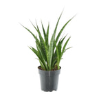 3× Sansevieria Kirkii (svigermors skarpe tunge) – Ø12 cm, 38 cm høj