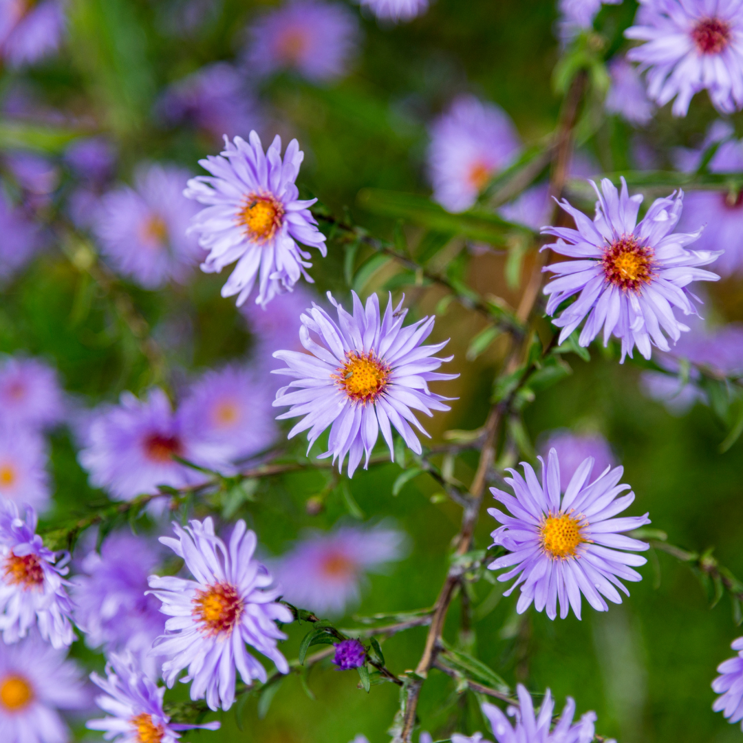 Aster frikartii 'Monch' – 60 Pflanzen, Ø9 cm, 10–25 cm hoch – Bild 7