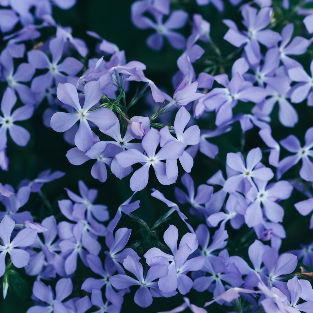 Phlox 'Emerald Cushion Blue-' (Leuchterblume) – 48 Pflanzen, Ø9 cm, 10–25 cm hoch – Bild 7