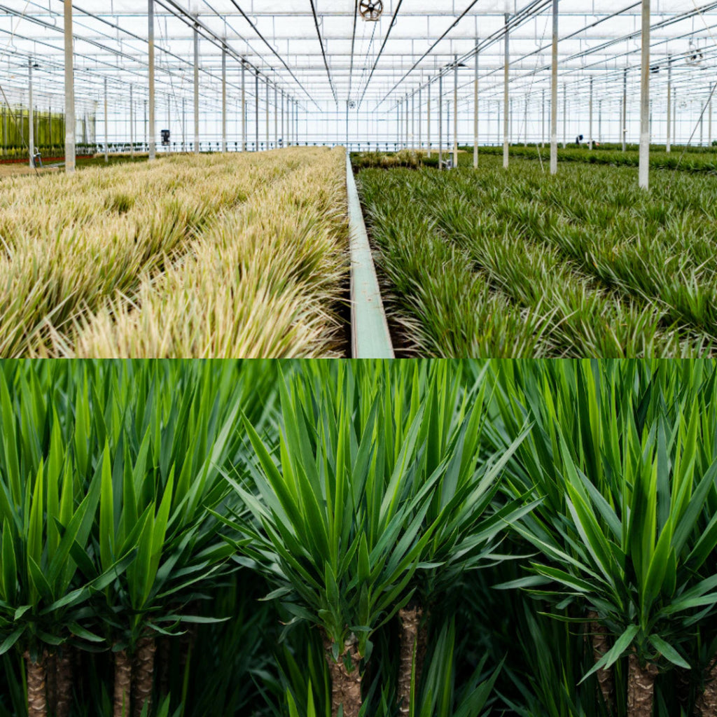 Dracaena (dragehir) – Ø21 cm – yucca