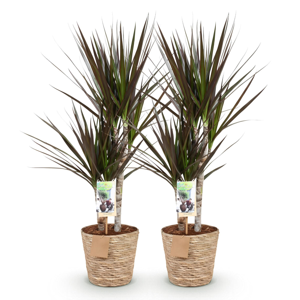 2× Dracaena Magenta (drakenboom) met mand – Ø17 cm, 70–80 cm hoog