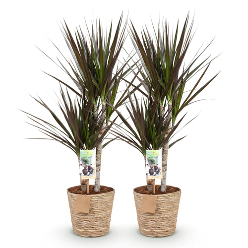 2× Dracaena Magenta (Drachenbaum) mit Korb – Ø 17 cm, 70–80 cm hoch