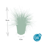 Festuca glauca 'Elijah Bleu' (blue fescue) – 12 plants, Ø9 cm, 10–25 cm high