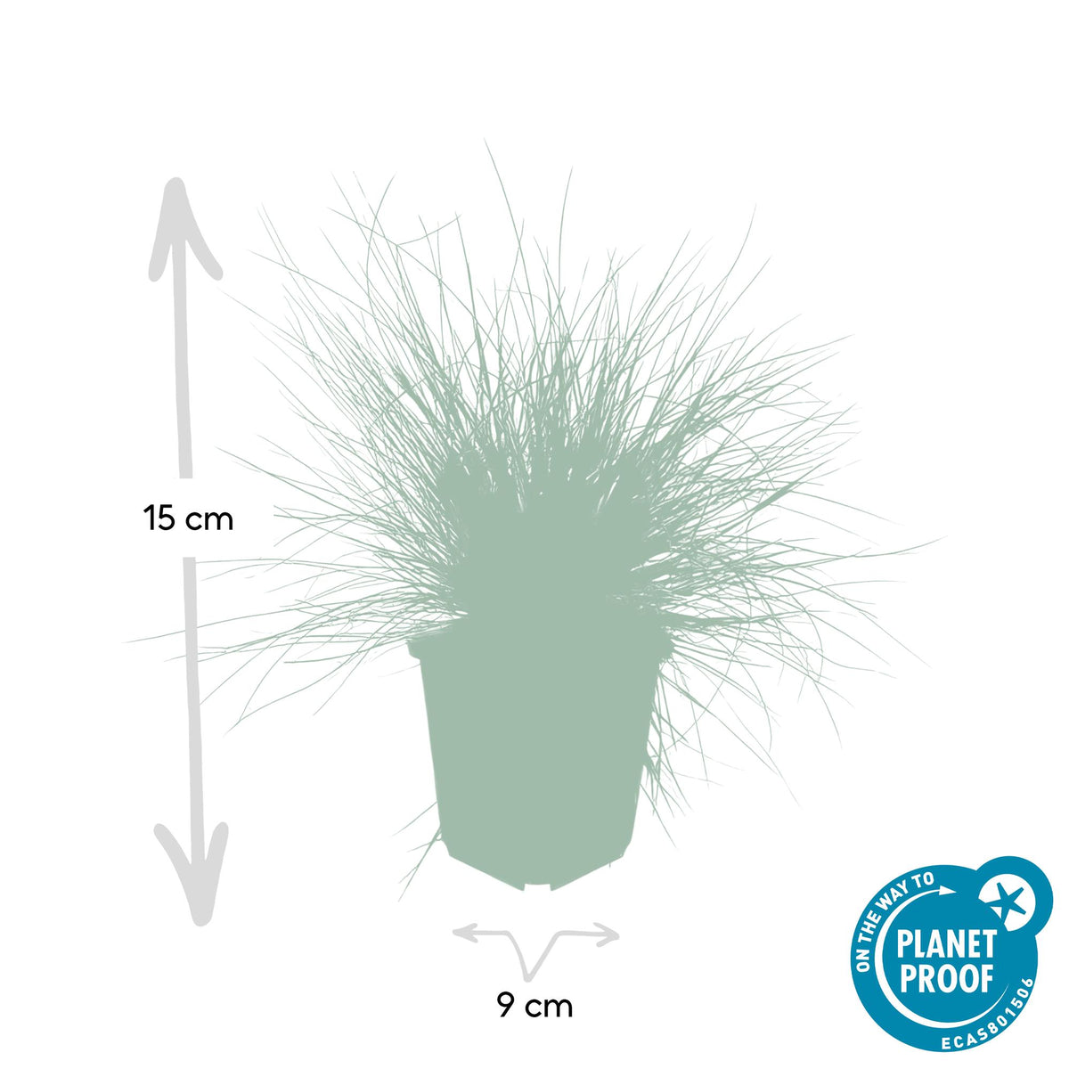 Festuca glauca 'Elijah Bleu' (blue fescue) – 12 plants, Ø9 cm, 10–25 cm high – photo 3
