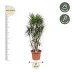 Dracaena marginata ramifié (arbre dragonnier) – Ø 40 cm, 220 cm de haut