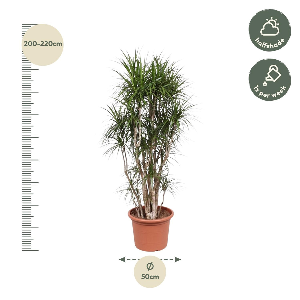 Dracaena marginata vertakt (drakenboom) – Ø40 cm, 220 cm hoog
