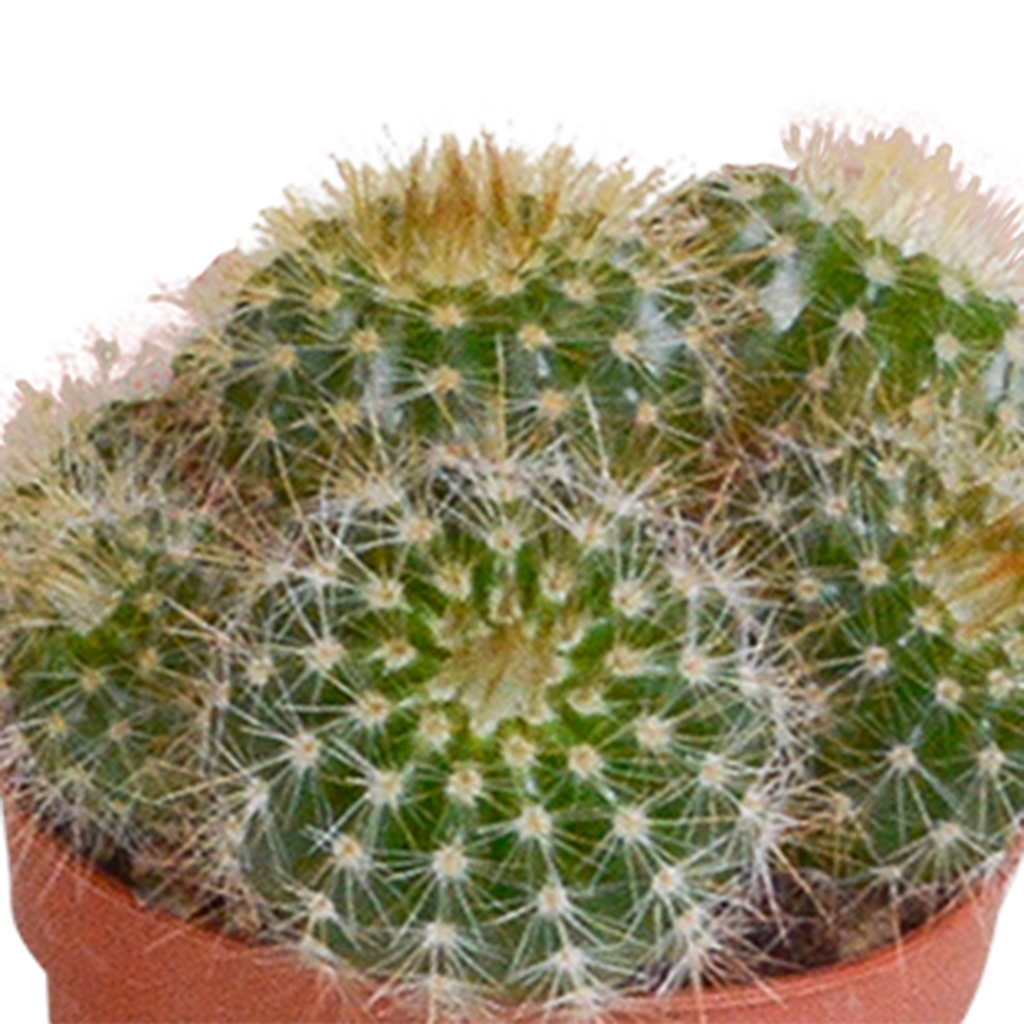 Mélange de cactus (Cactaceae) sans pot décoratif – Ø6 cm, 13 cm de haut – art. 5592 – photo 6