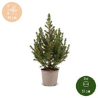 4× Picea glauca Conica (sapin de Noël) – Ø13 cm, 45 cm de haut