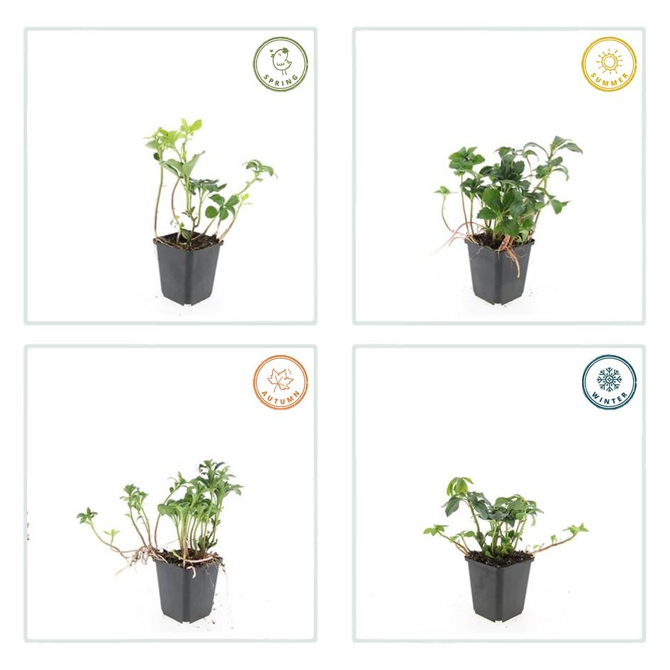 Pachysandra term. 'Green Sheen' (shade plant) – 48 plants, Ø9 cm, 10–25 cm high – photo 4
