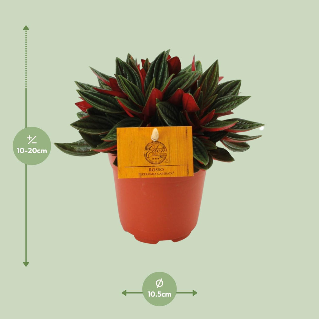 Peperomia Caperata Rosso – Ø11 cm, 15 cm hoog