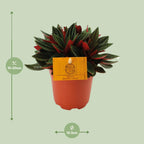 Peperomia Caperata Rosso – Ø11 cm, 15 cm hoog