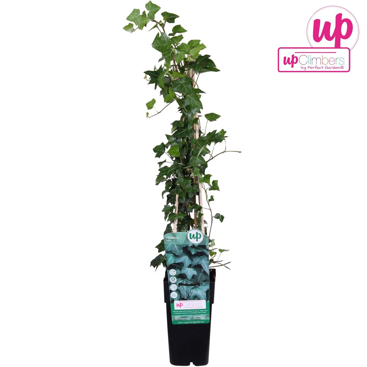 Hedera helix (klimop) – Ø15 cm, 65 cm hoog – foto 4