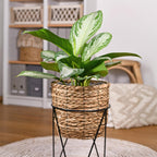 2× Aglaonema Silver Bay – Ø17 cm, 70–75 cm hoog