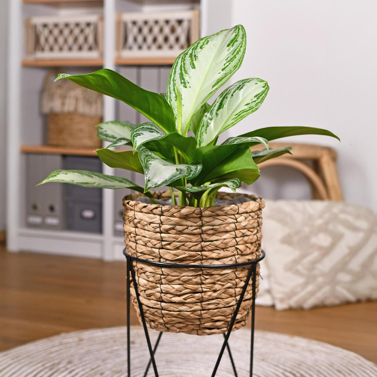 2× Aglaonema Silver Bay – Ø17 cm, 70–75 cm høj