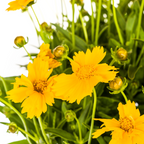 Coreopsis grandiflora (mælkebøtte) – Ø19 cm, 50–60 cm høj