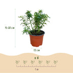 Rosa 'Cutie Pie' (rosier) – rose – 3 plants, Ø12 cm, 20–25 cm de haut