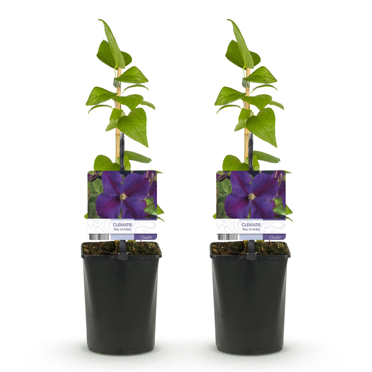 Clematis 'Star Of India' (bosrank) – roze – 2 planten, Ø11 cm, 40 cm hoog